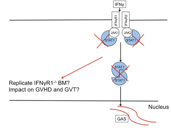 Inhibiting STAT1