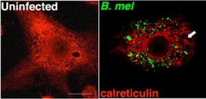 brucella-1