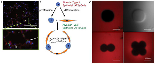 Engineering Hydrogels to Mimic the Size and Shape of the Alveolus